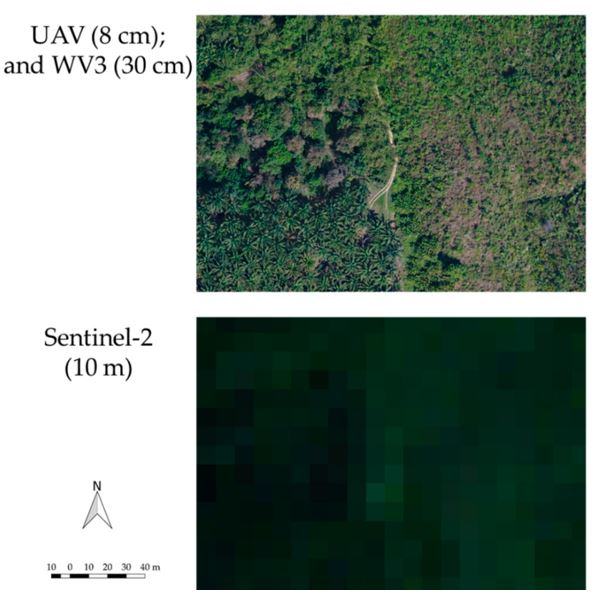 EO Data and Forest Disturbance Mapping